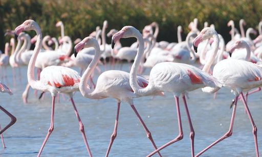 SMALL FLAMINGOS SALT LAKE 2
